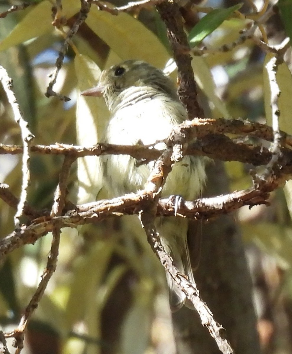 Hutton's Vireo - ML639684184