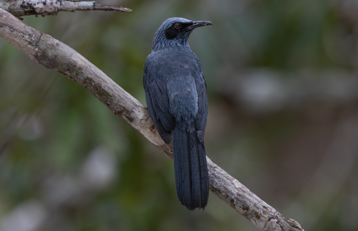 Blue Mockingbird - ML639684195