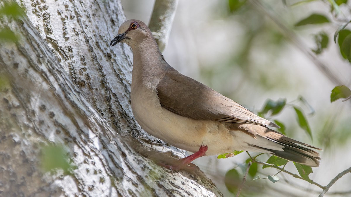 White-tipped Dove - ML639684260