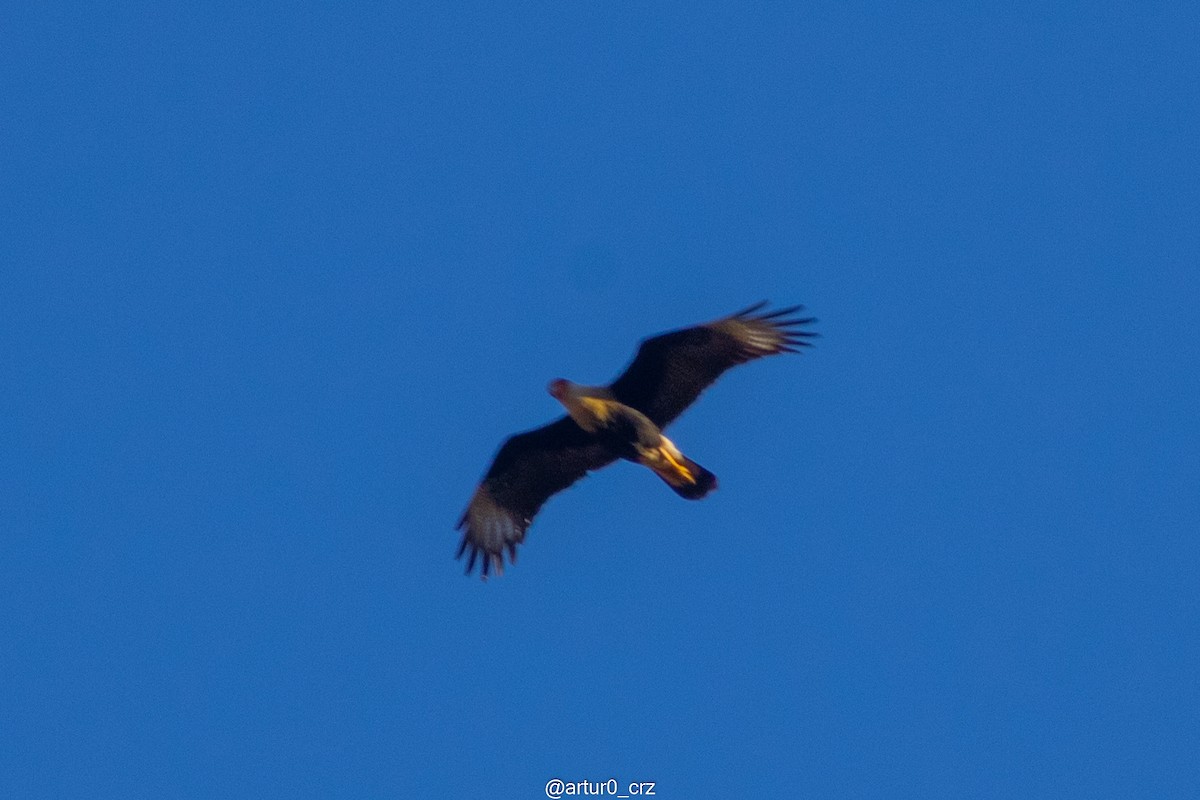 Caracara Carancho (norteño) - ML639684261