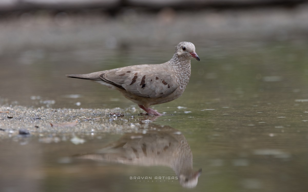 Common Ground Dove - ML639684266