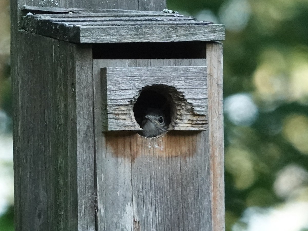 Eastern Bluebird - ML639684270