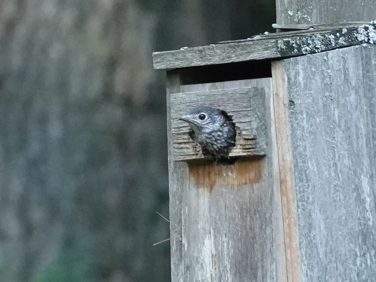 Eastern Bluebird - ML639684271