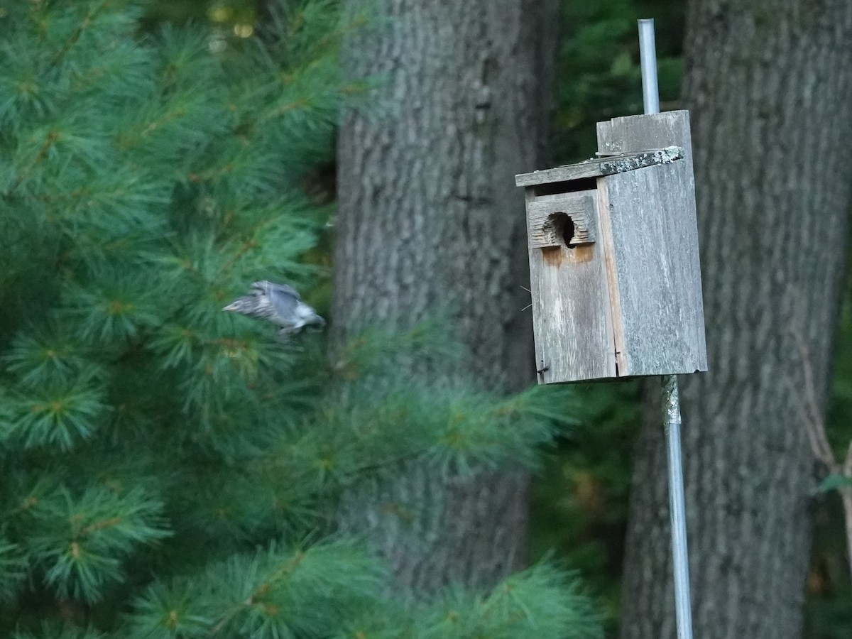 Eastern Bluebird - ML639684273