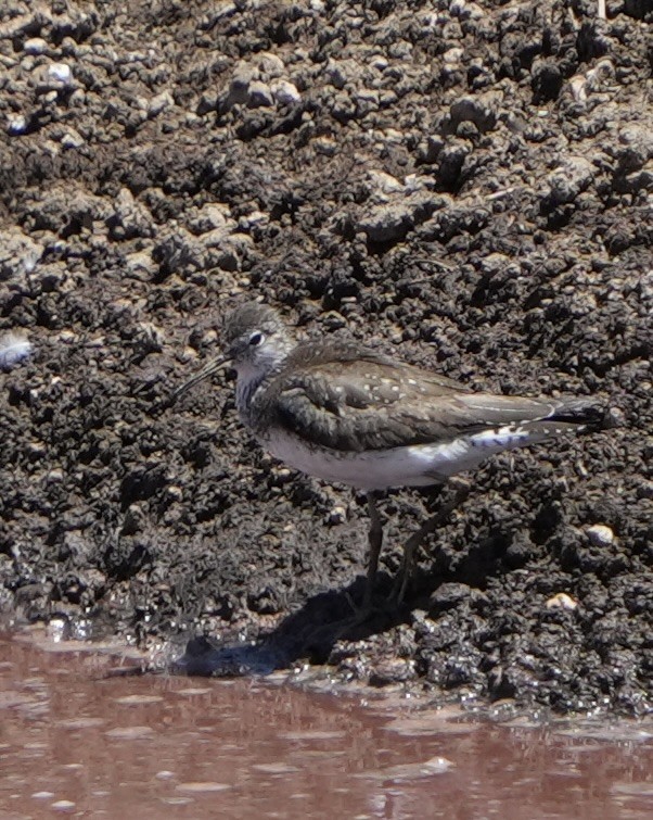 Solitary Sandpiper - ML639684280