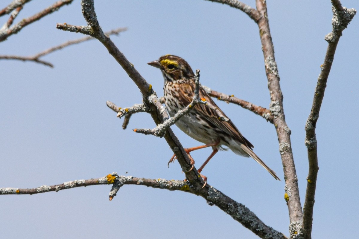 Savannah Sparrow - ML639684282