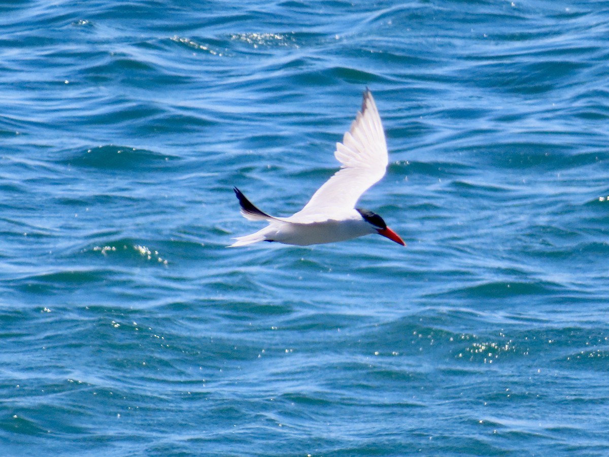 Caspian Tern - ML639684283