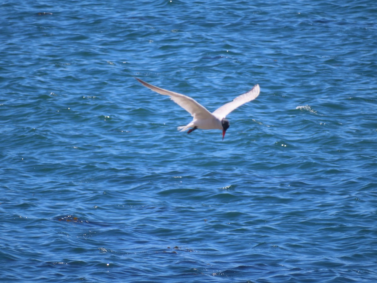 Caspian Tern - ML639684284