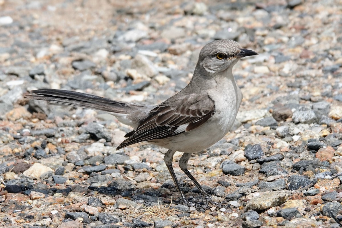 Northern Mockingbird - ML639684286