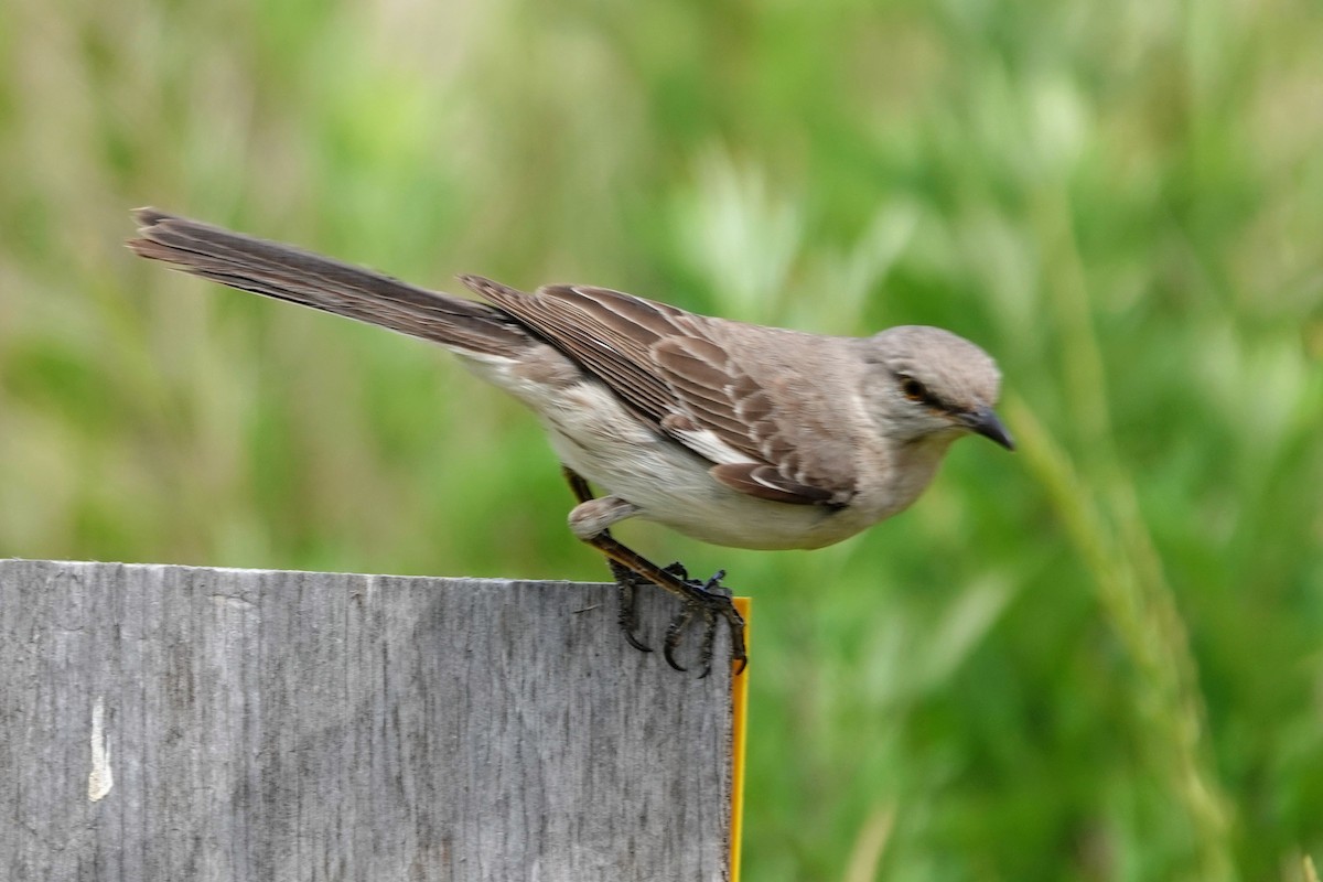 Northern Mockingbird - ML639684287
