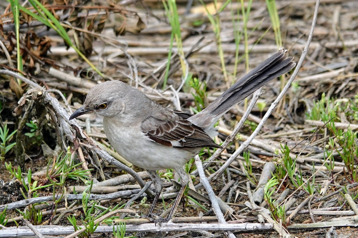Northern Mockingbird - ML639684288