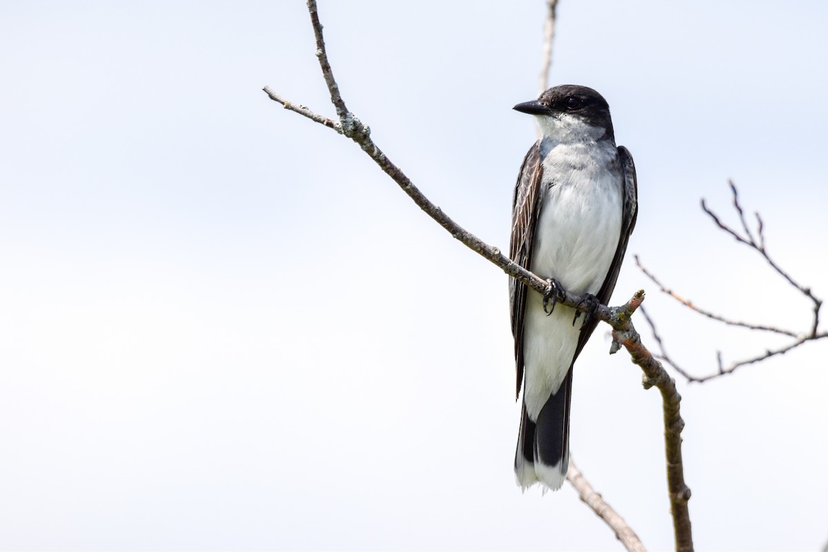 Eastern Kingbird - ML639684289