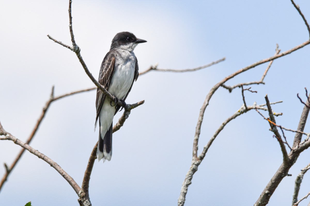 Eastern Kingbird - ML639684290