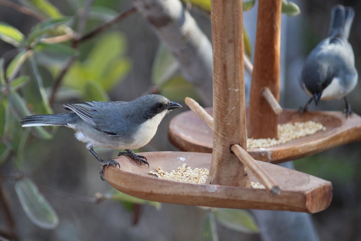 Cinereous Warbling Finch - ML639684294