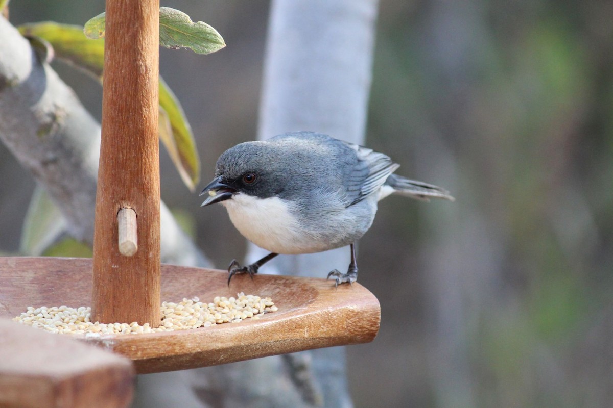 Cinereous Warbling Finch - ML639684296