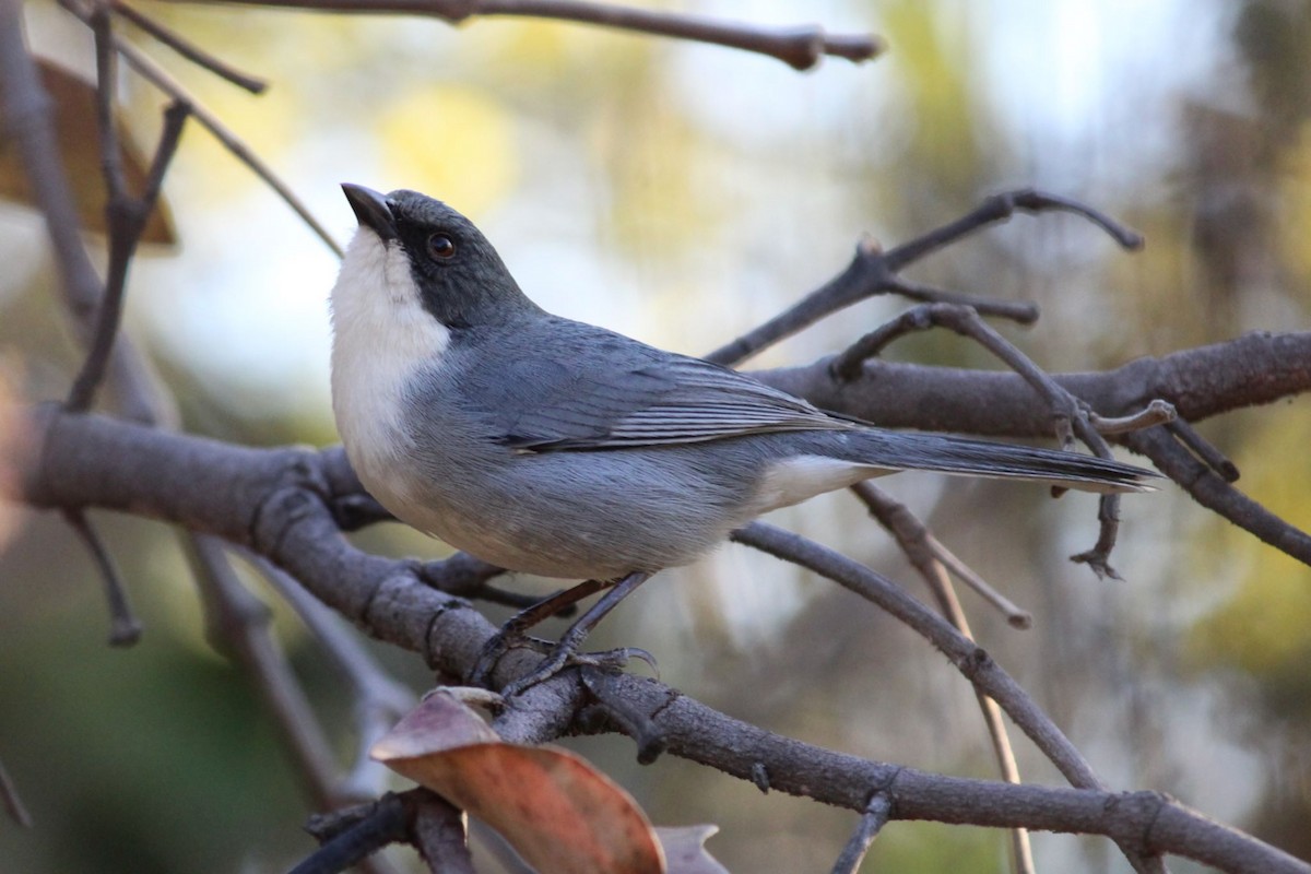 Cinereous Warbling Finch - ML639684297