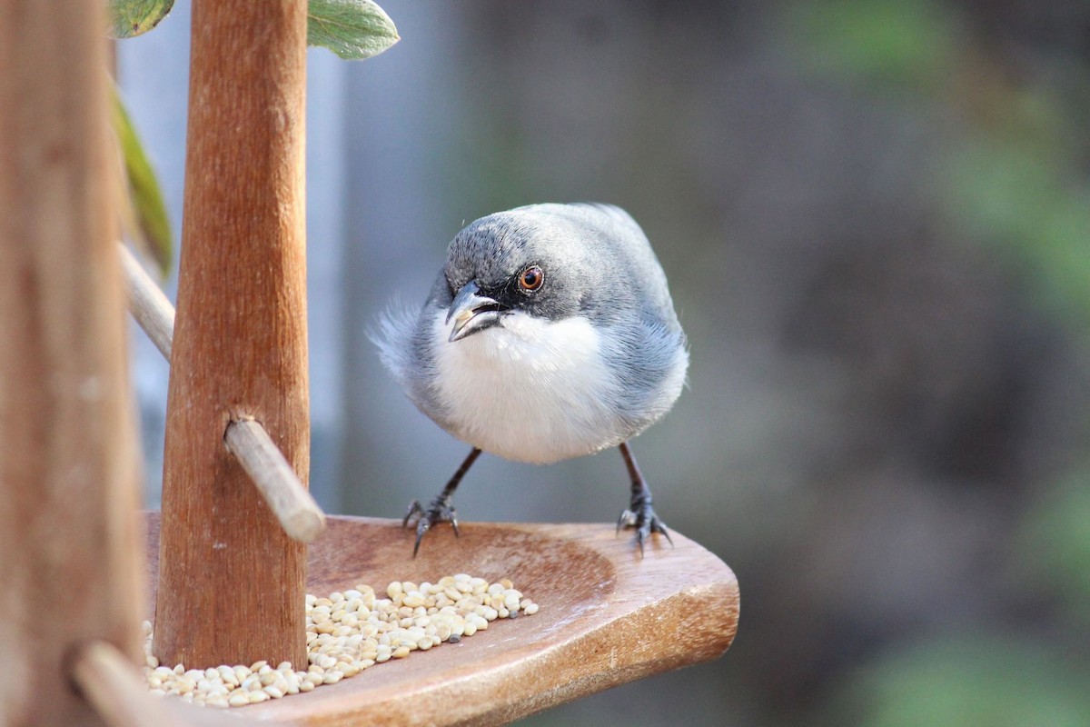 Cinereous Warbling Finch - ML639684298