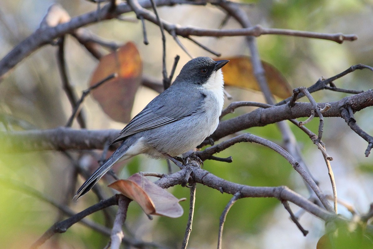 Cinereous Warbling Finch - ML639684299