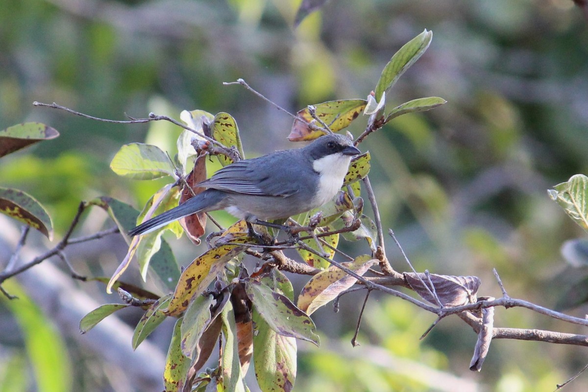 Cinereous Warbling Finch - ML639684300