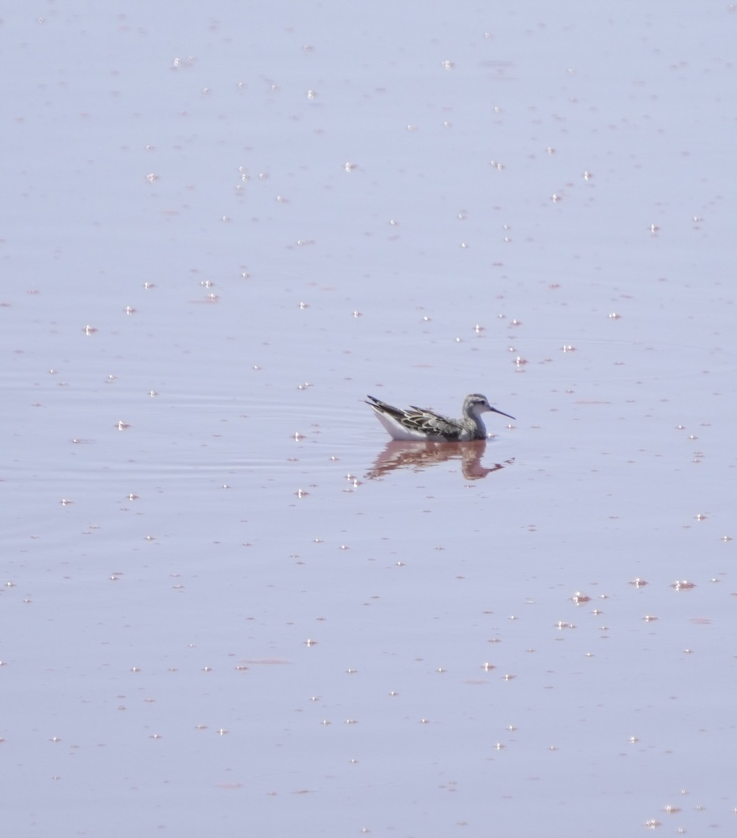 Wilson's Phalarope - ML639684303