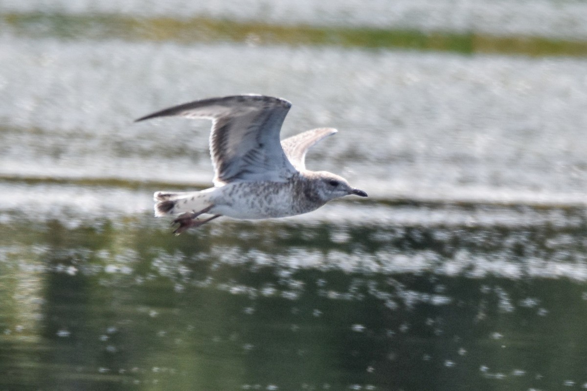 Ring-billed Gull - ML639684305