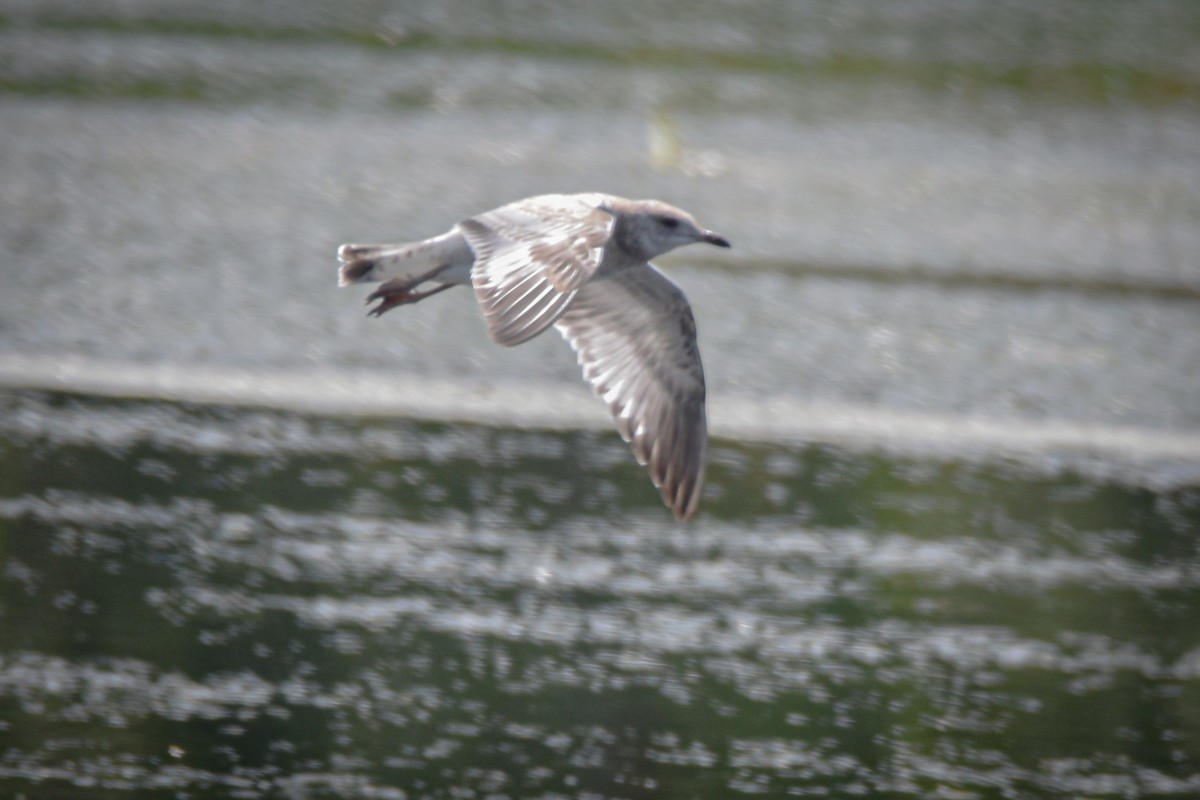 Ring-billed Gull - ML639684306