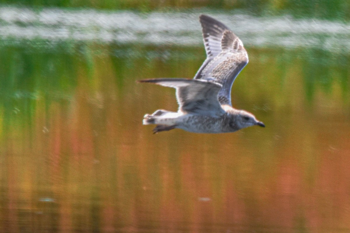 Ring-billed Gull - ML639684307