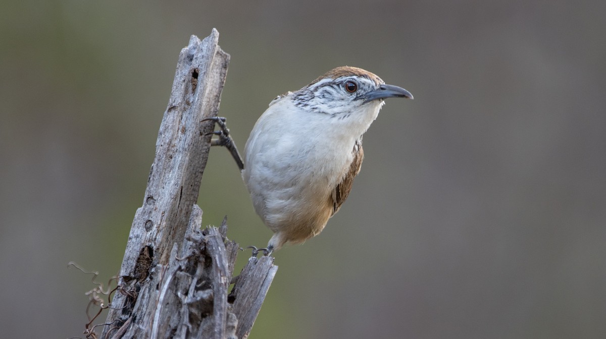 Happy Wren - ML639684342