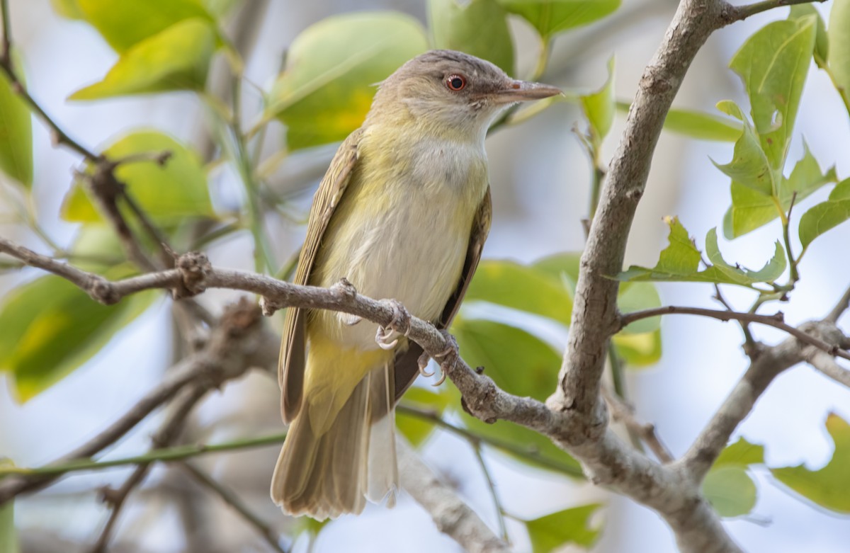 Yellow-green Vireo - ML639684354