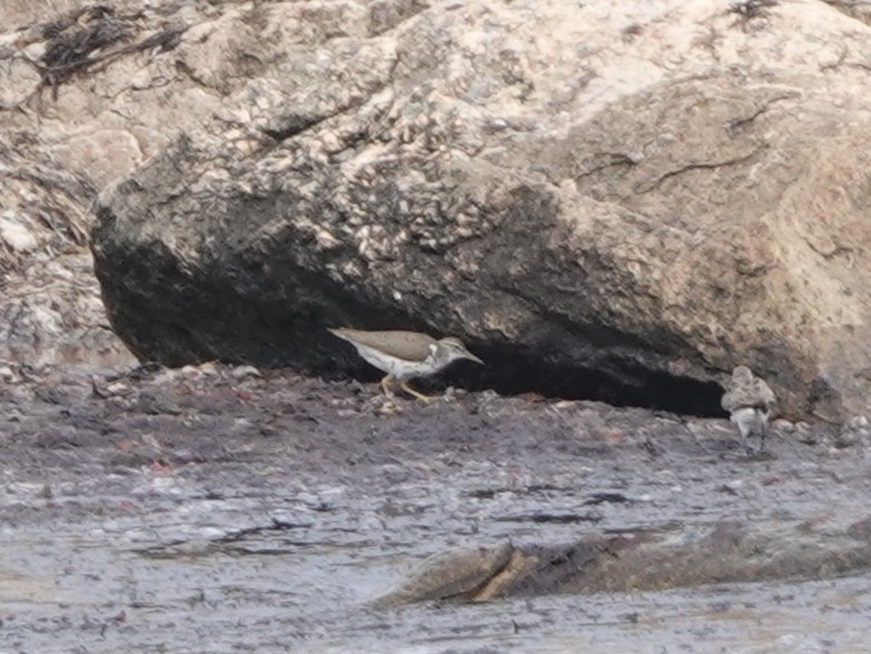 Drosseluferläufer - ML639684374