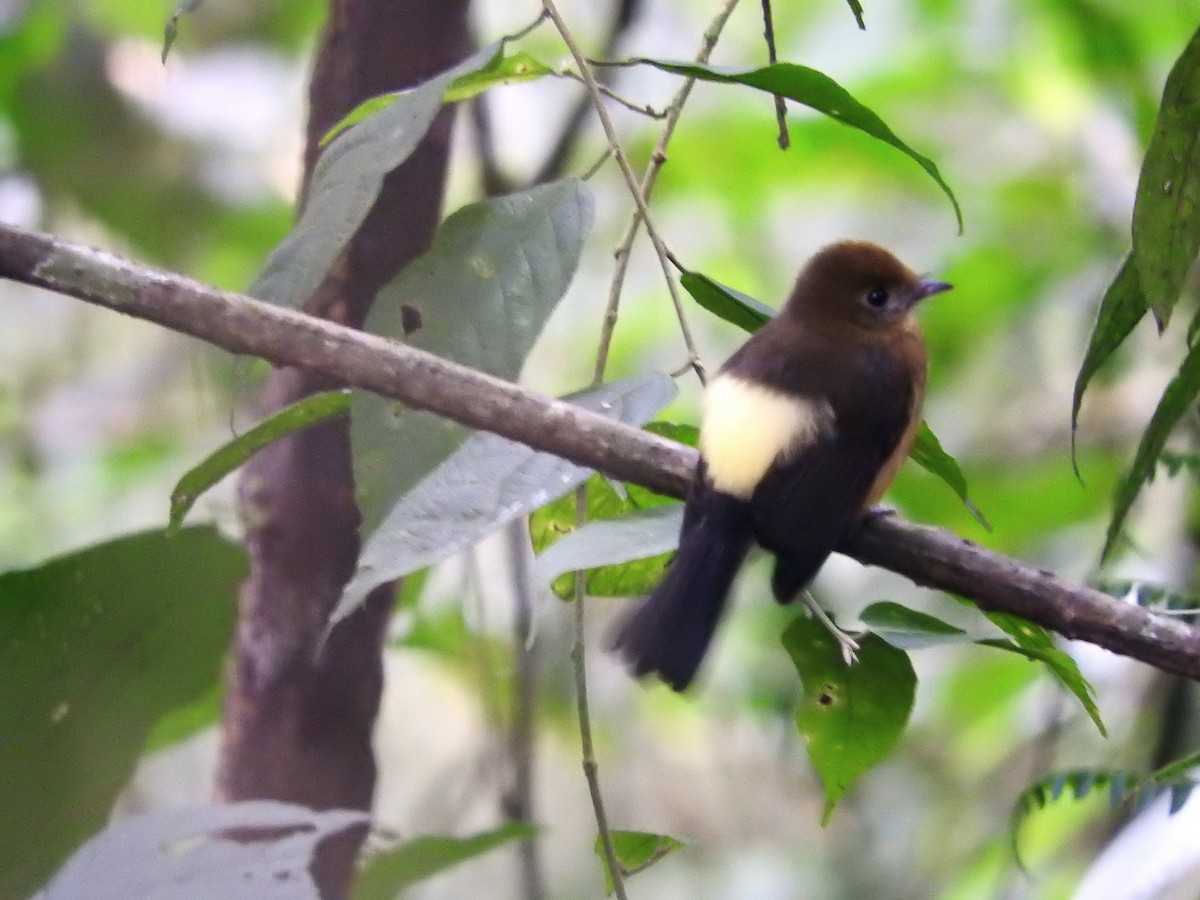 Tawny-breasted Flycatcher - ML639684384