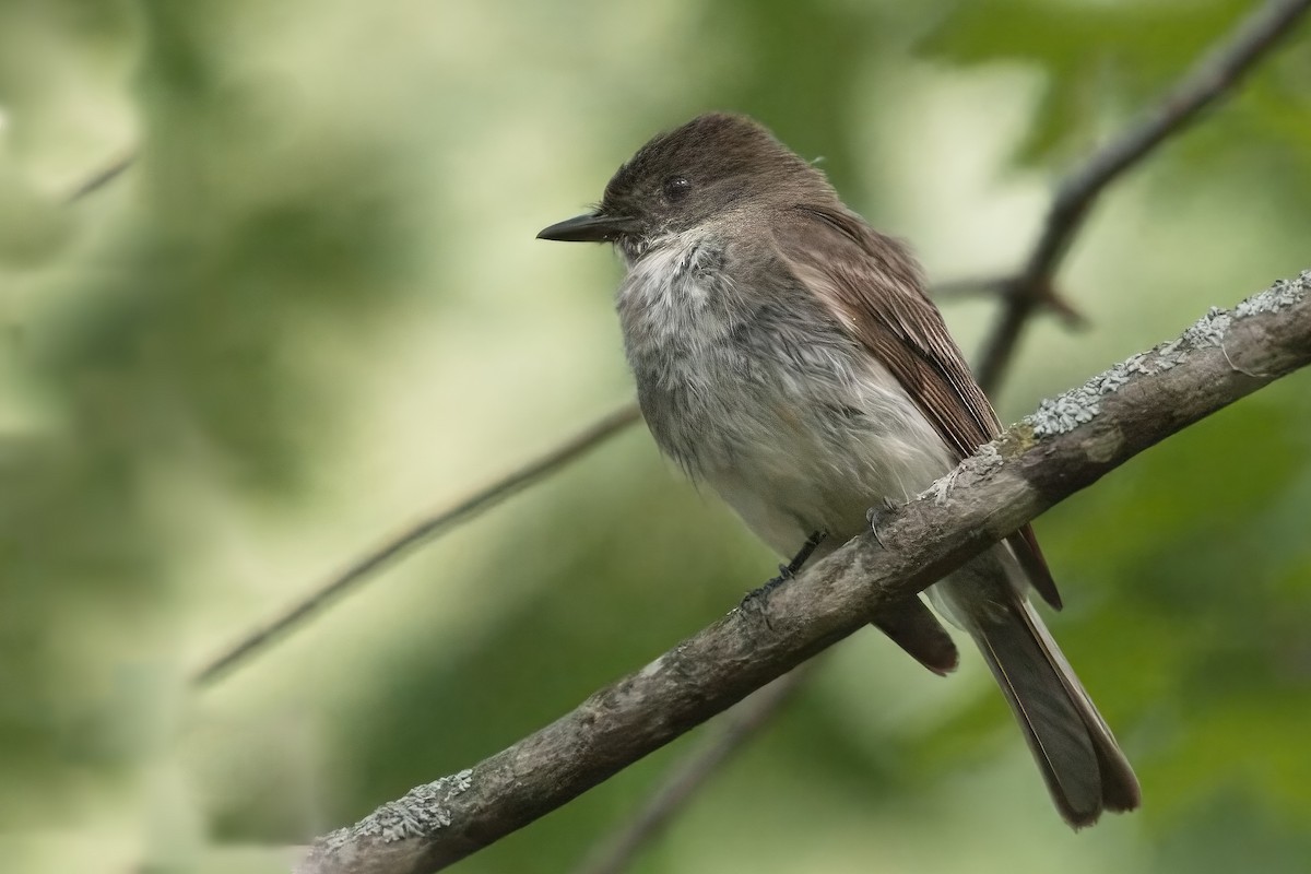 Eastern Phoebe - ML639684422