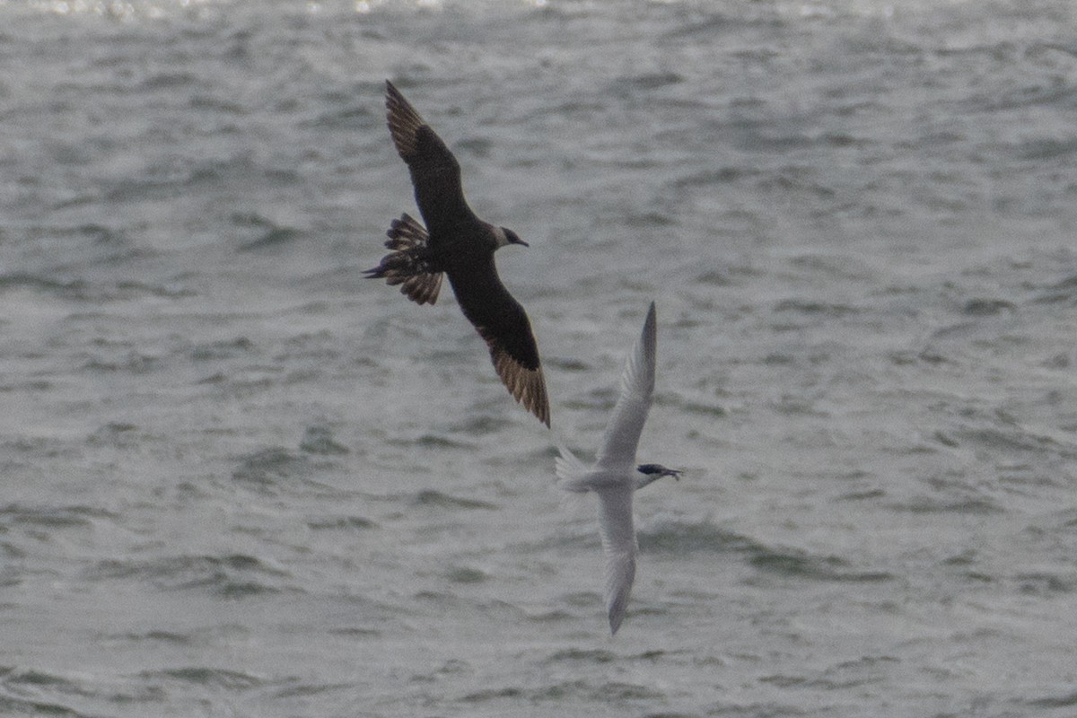 Parasitic Jaeger - ML639684427