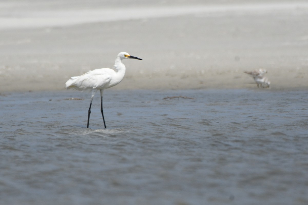 Snowy Egret - ML639684449