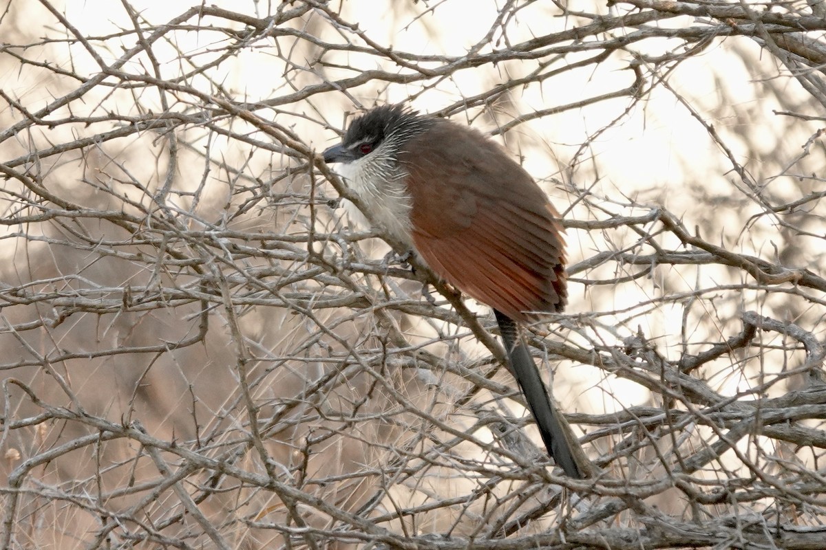 Burchell's Coucal - ML639684464