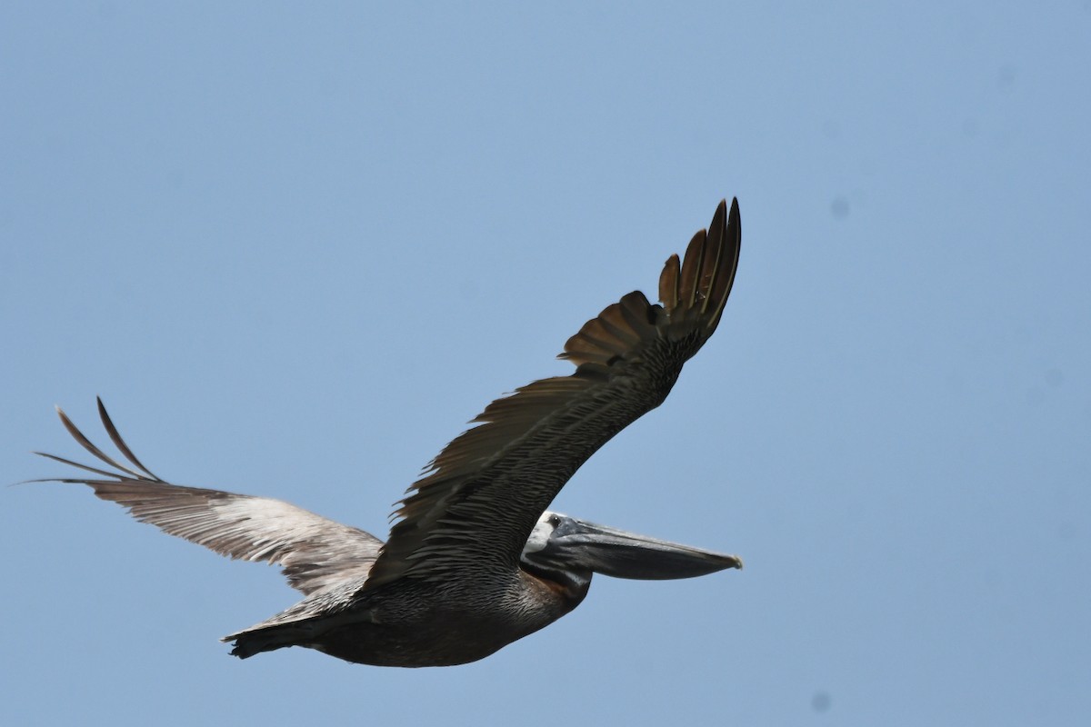 Brown Pelican - ML639684490