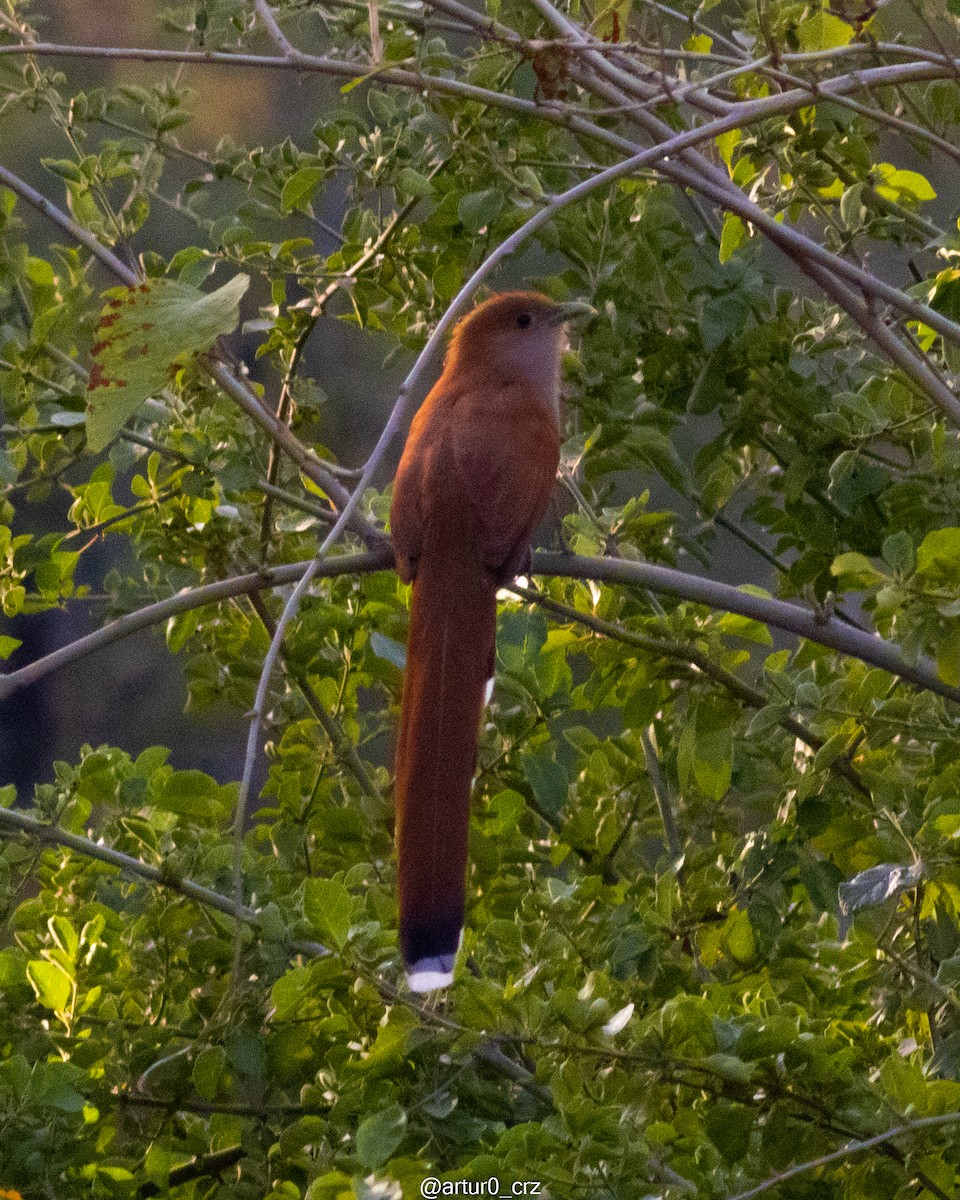 Mexican Squirrel-Cuckoo - ML639684509
