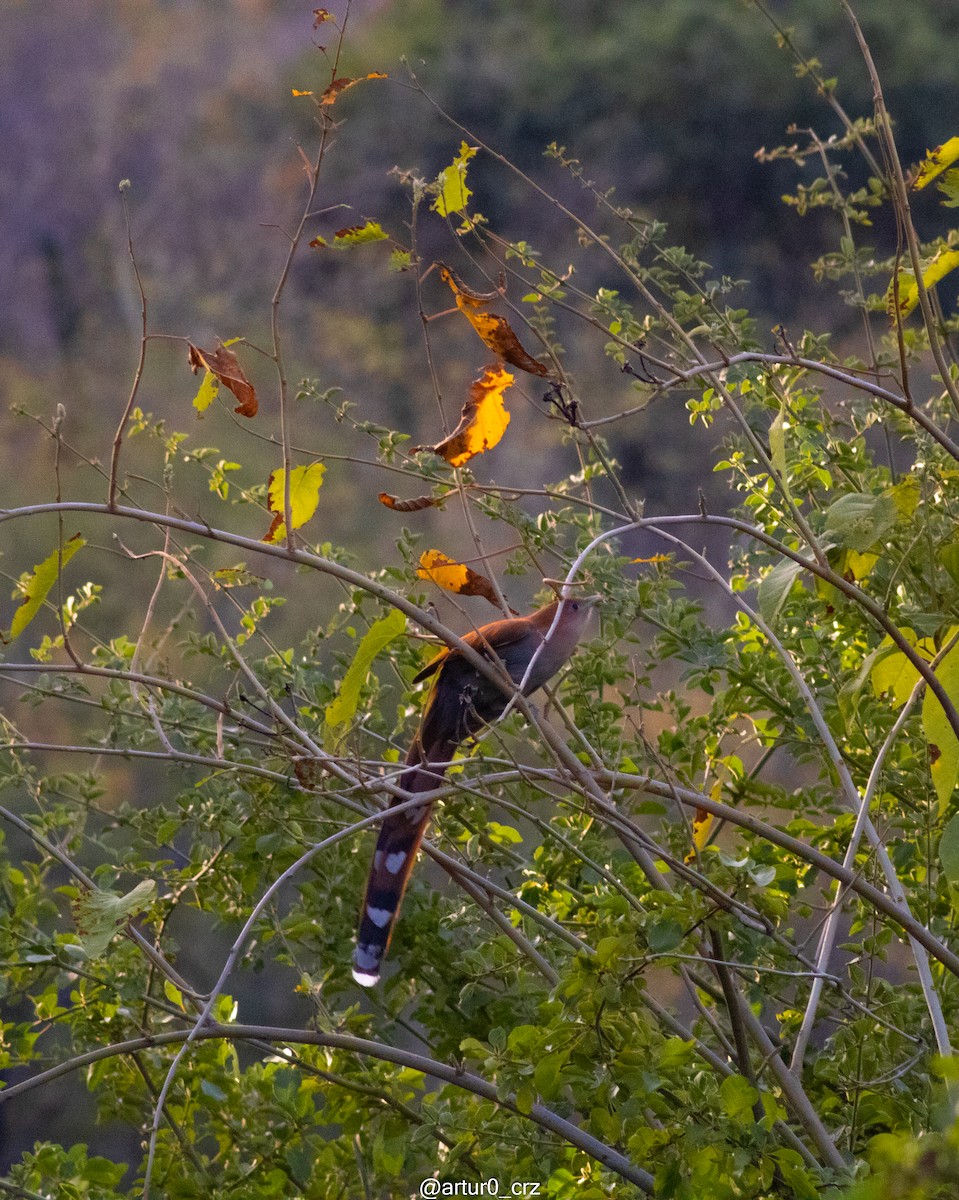 Mexican Squirrel-Cuckoo - ML639684512