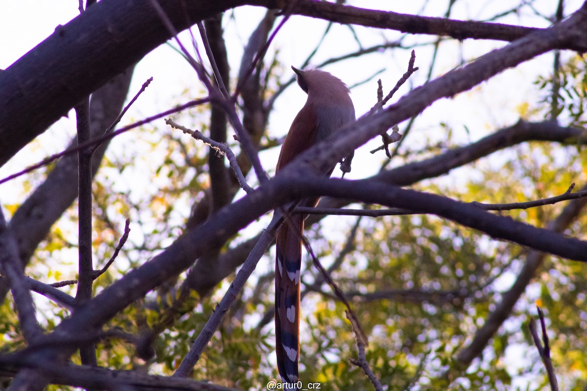 Mexican Squirrel-Cuckoo - ML639684516