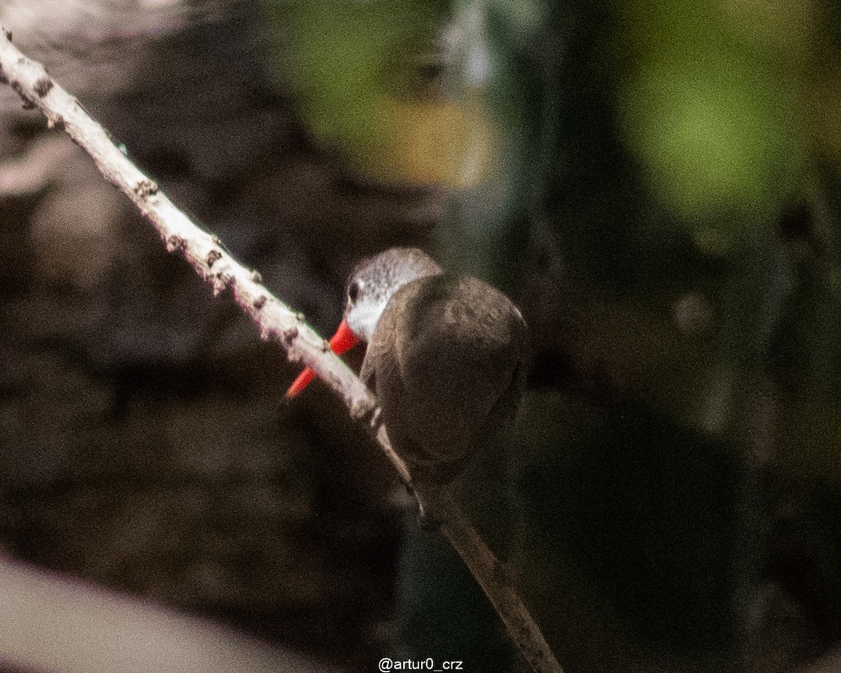 スミレハチドリ - ML639684528