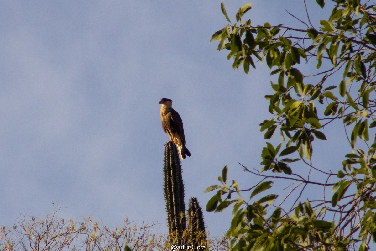 Caracara Carancho (norteño) - ML639684554