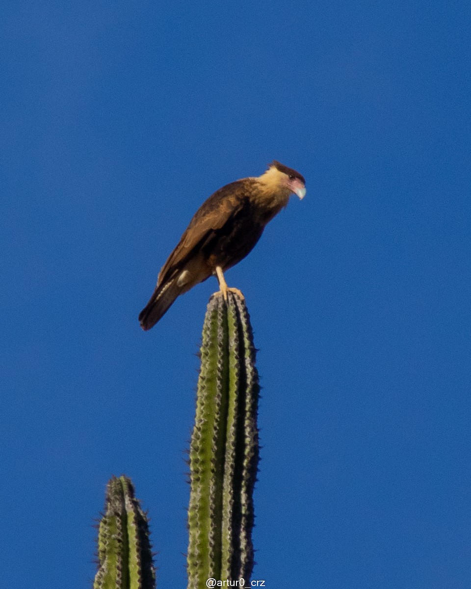 Caracara Carancho (norteño) - ML639684555