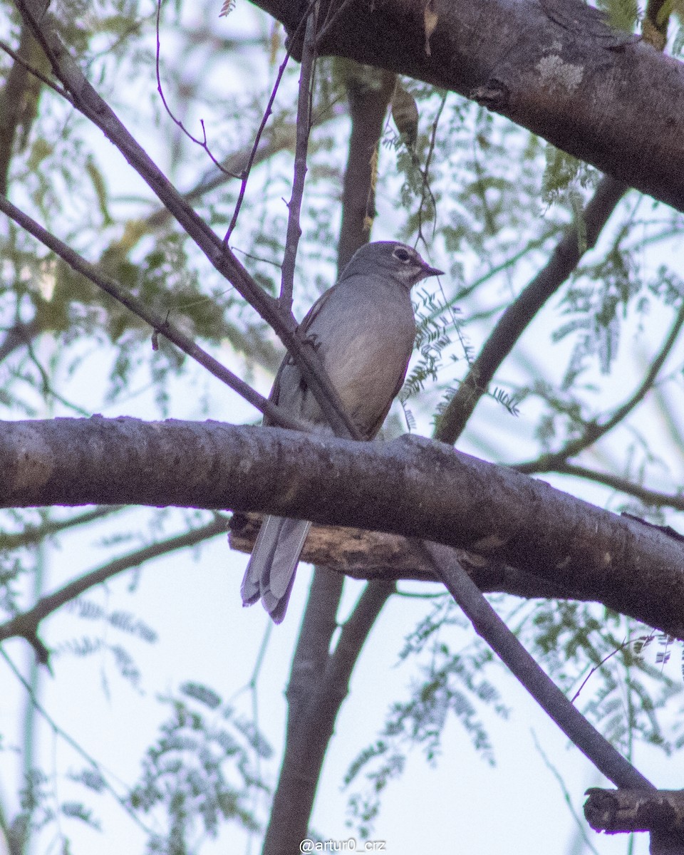 クリセヒトリツグミ - ML639684594