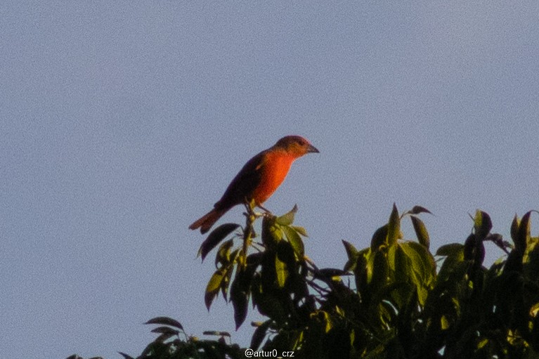 レンガフウキンチョウ - ML639684604