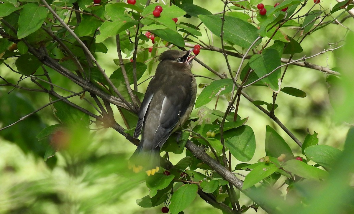 Cedar Waxwing - ML639684607