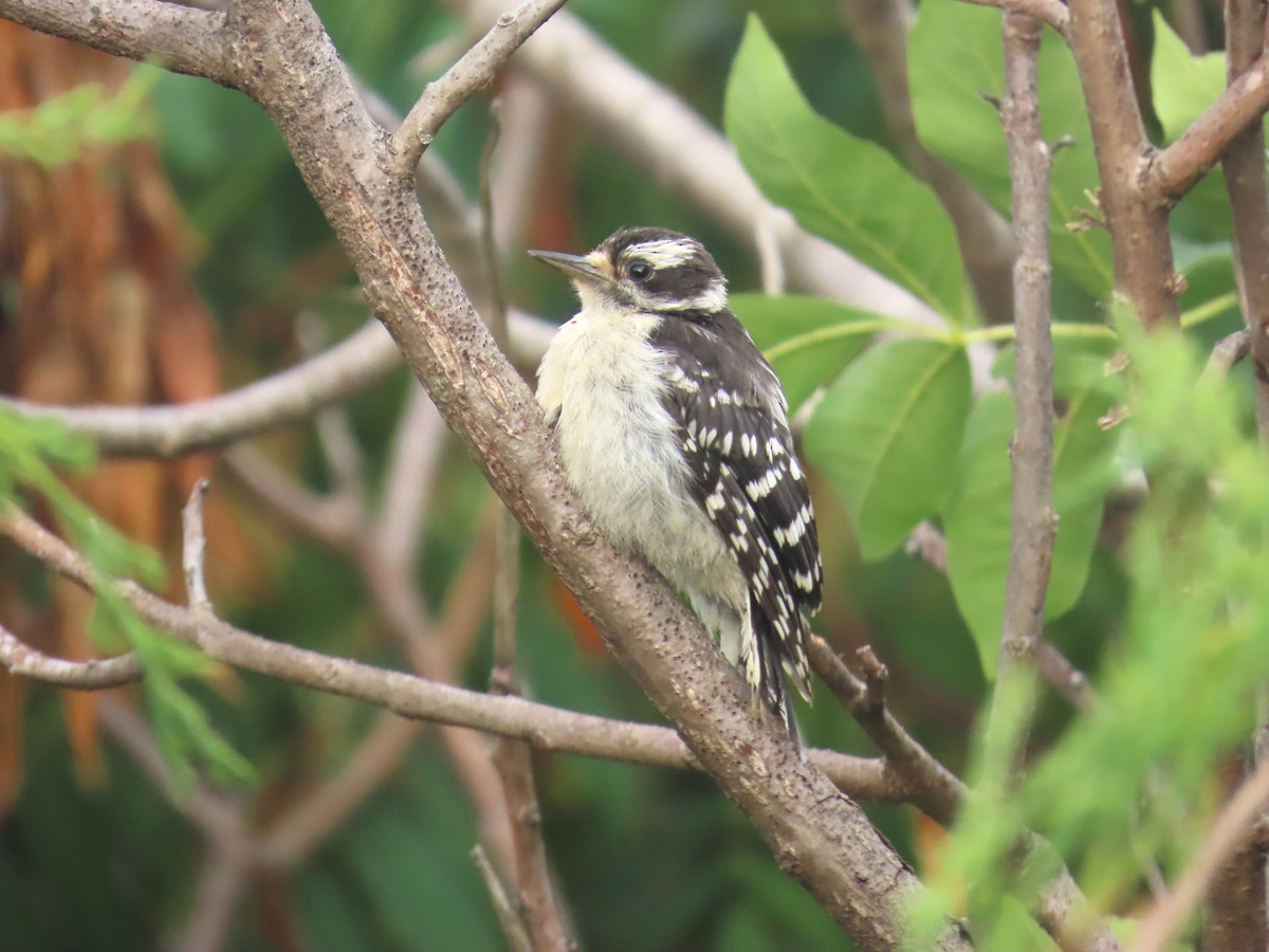 Downy Woodpecker - ML639684613