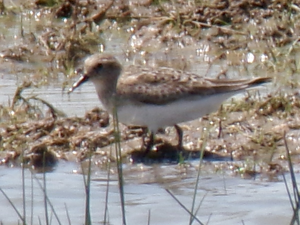 Baird's Sandpiper - ML639684614