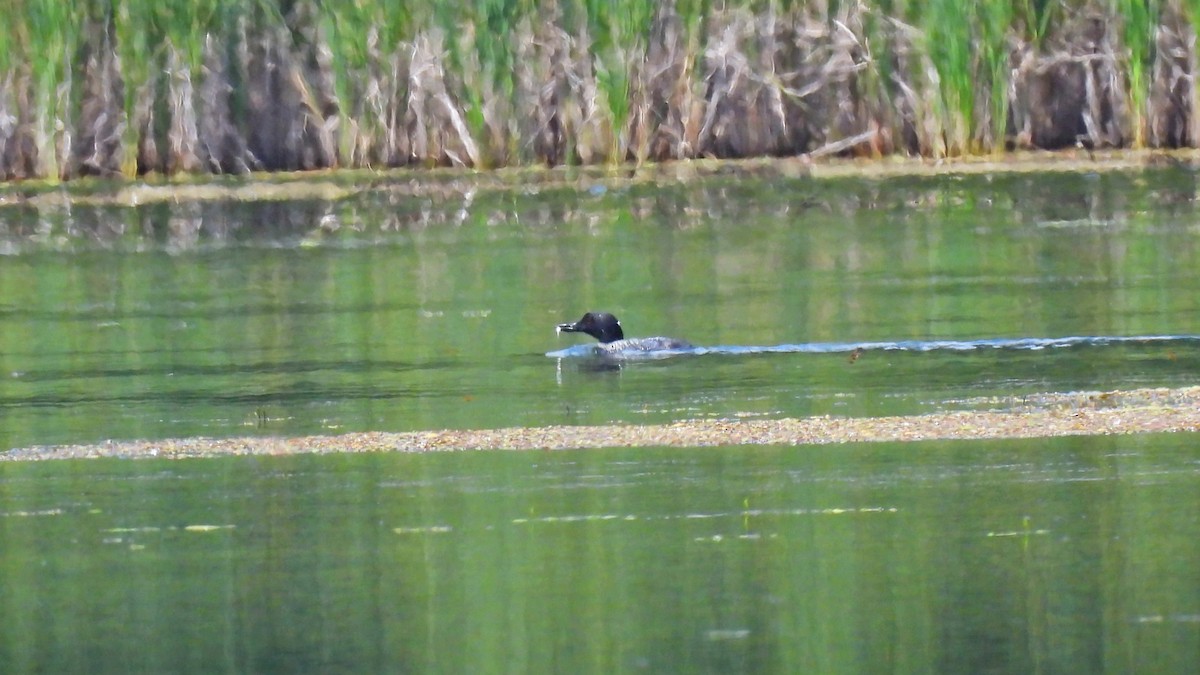 Common Loon - ML639684618