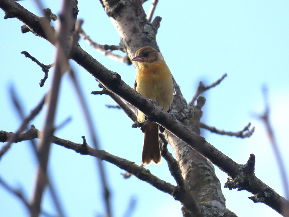 Baltimore Oriole - ML639684623