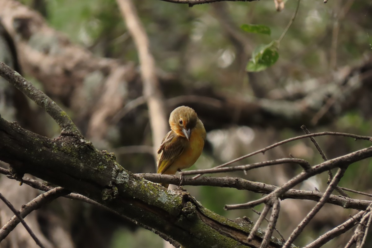 Hepatic Tanager - ML639684627